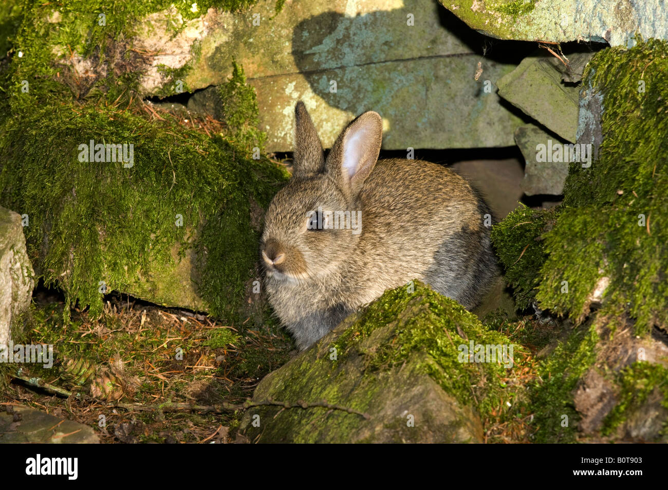 Rabbit Oryctolagus cuniculus next to drystone wall where it lives as opposed to traditional burrows Stock Photo