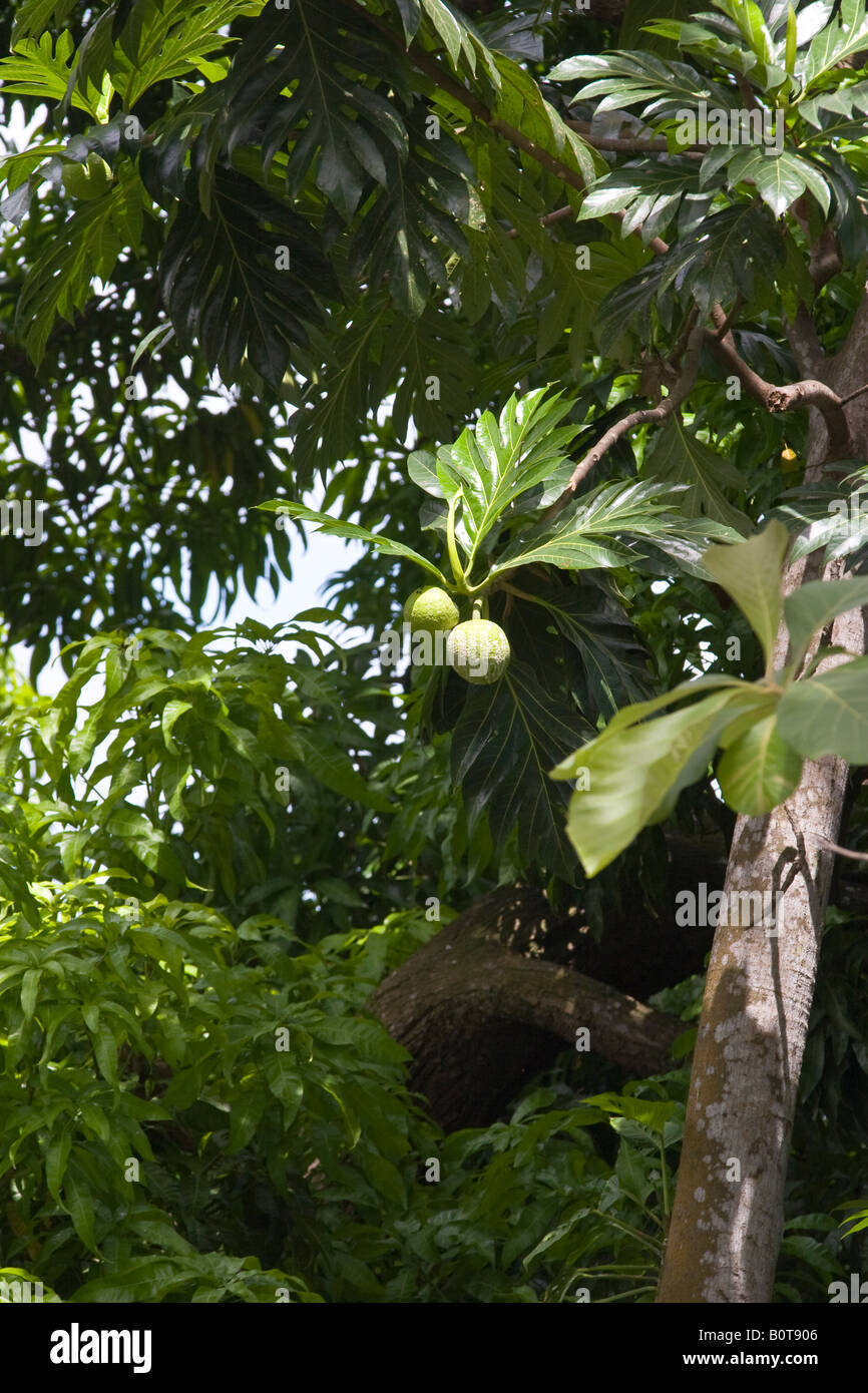 Breadfruit Artocarpus altilis Stock Photo