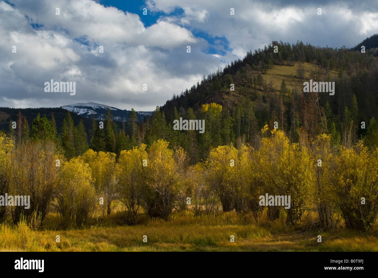 Fall colors in the Shoshone National Forest near Cody Wyoming Stock Photo