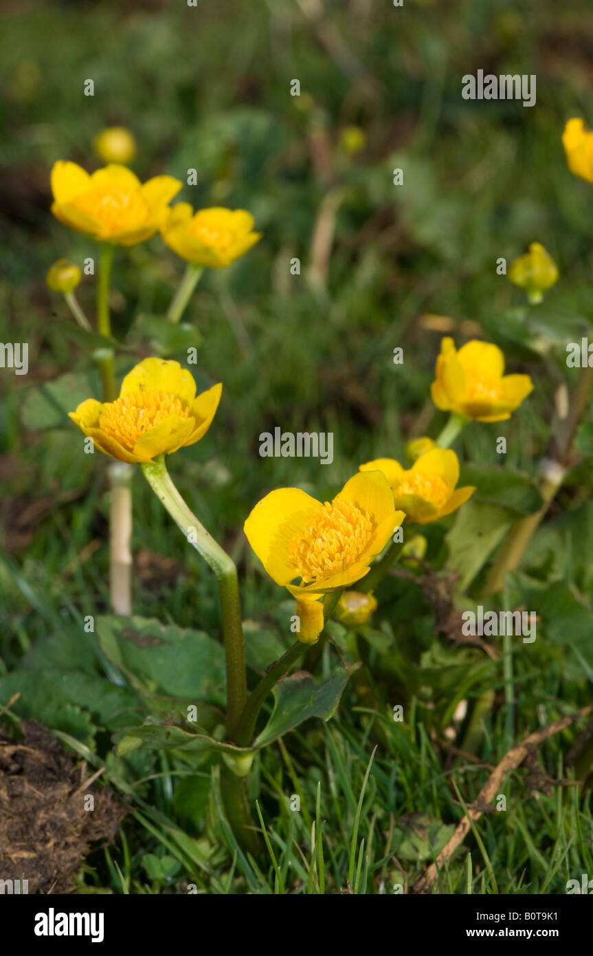 Marsh marigold Caltha palustris growing on wet meadowland Cumbria Stock Photo