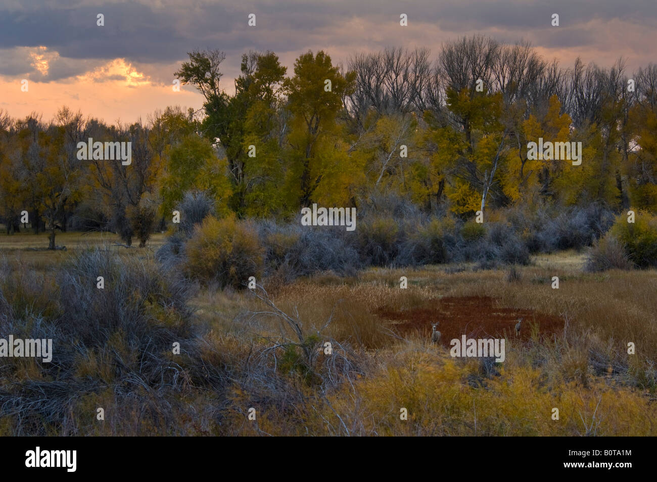 Deer in marsh in fall Seedskadee National Wildlife Refuge Wyoming Stock Photo