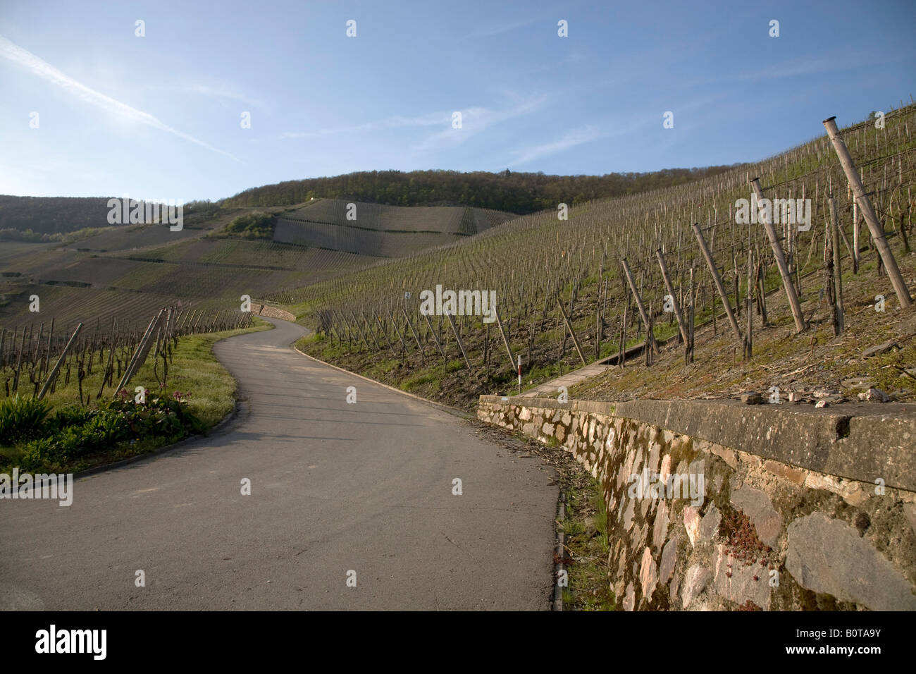 Road through the vineyards at Piesport on the Moselle river in Germany Stock Photo