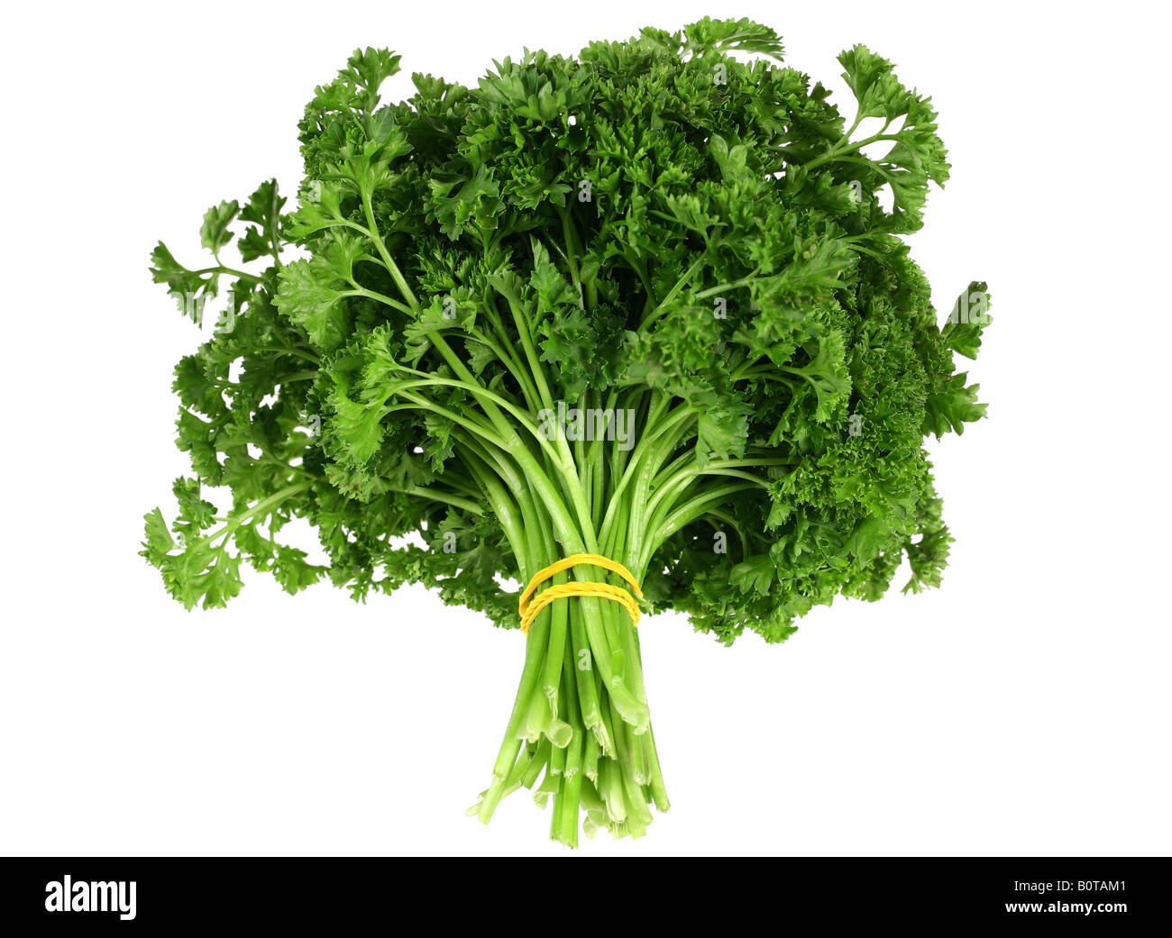 Parsley bunch detail isolated on white background Stock Photo Alamy