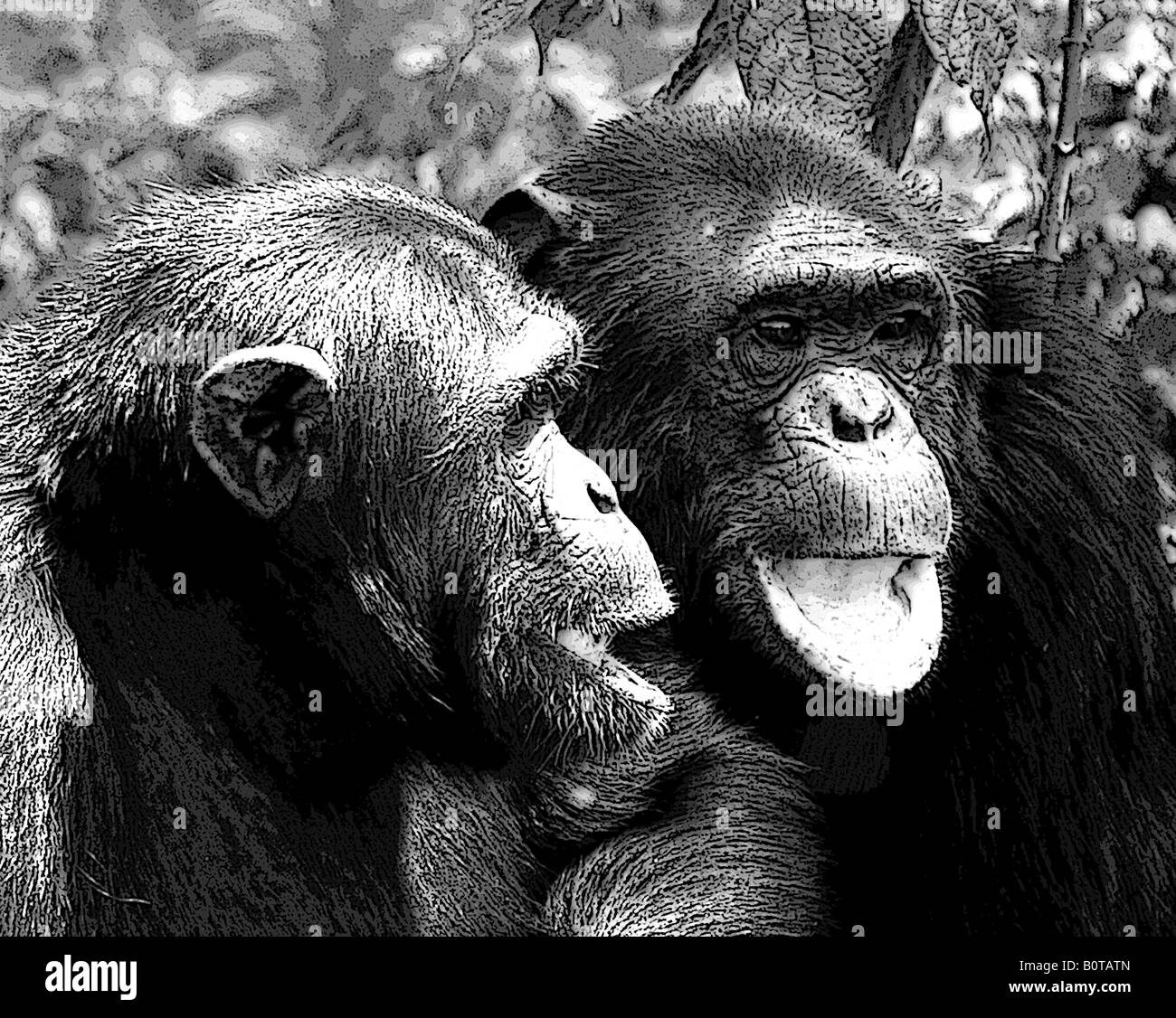 Chimpanzee, Pan troglodytes Stock Photo
