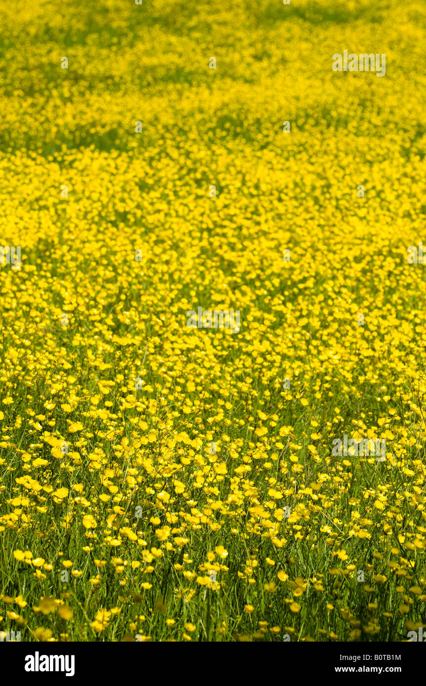 Field of Meadow Buttercup - Ranuncculuc acris, Indre, France. Stock Photo
