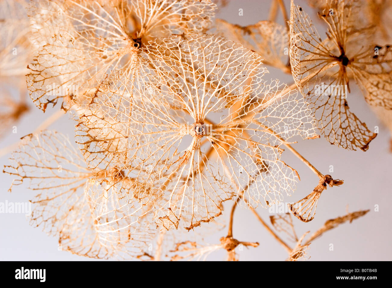 Hydrangea flower structure Stock Photo - Alamy