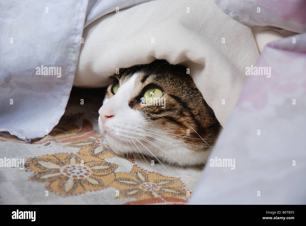 Tabby and white cat on bed, showing his face under the bedspread Stock