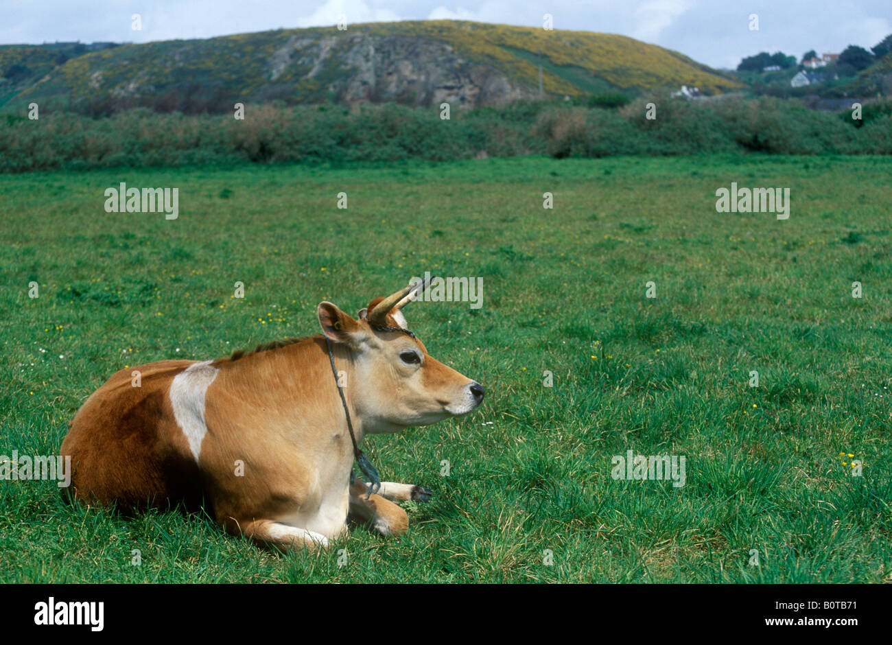 Jersey cow hi-res stock photography and images - Alamy