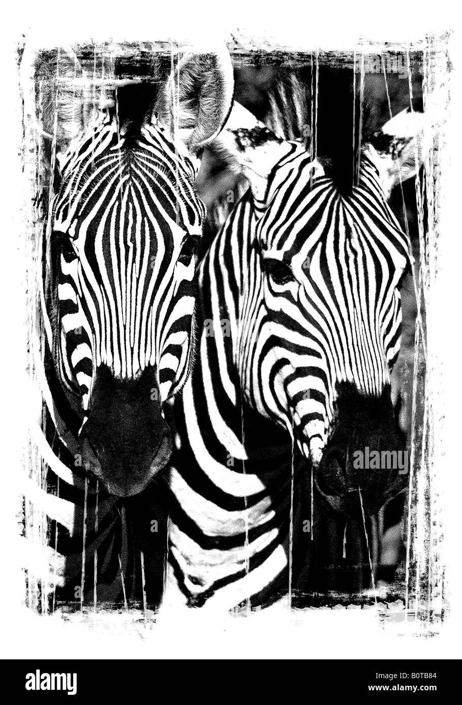 Burchell's Zebra, Equus quagga burchellii Stock Photo - Alamy