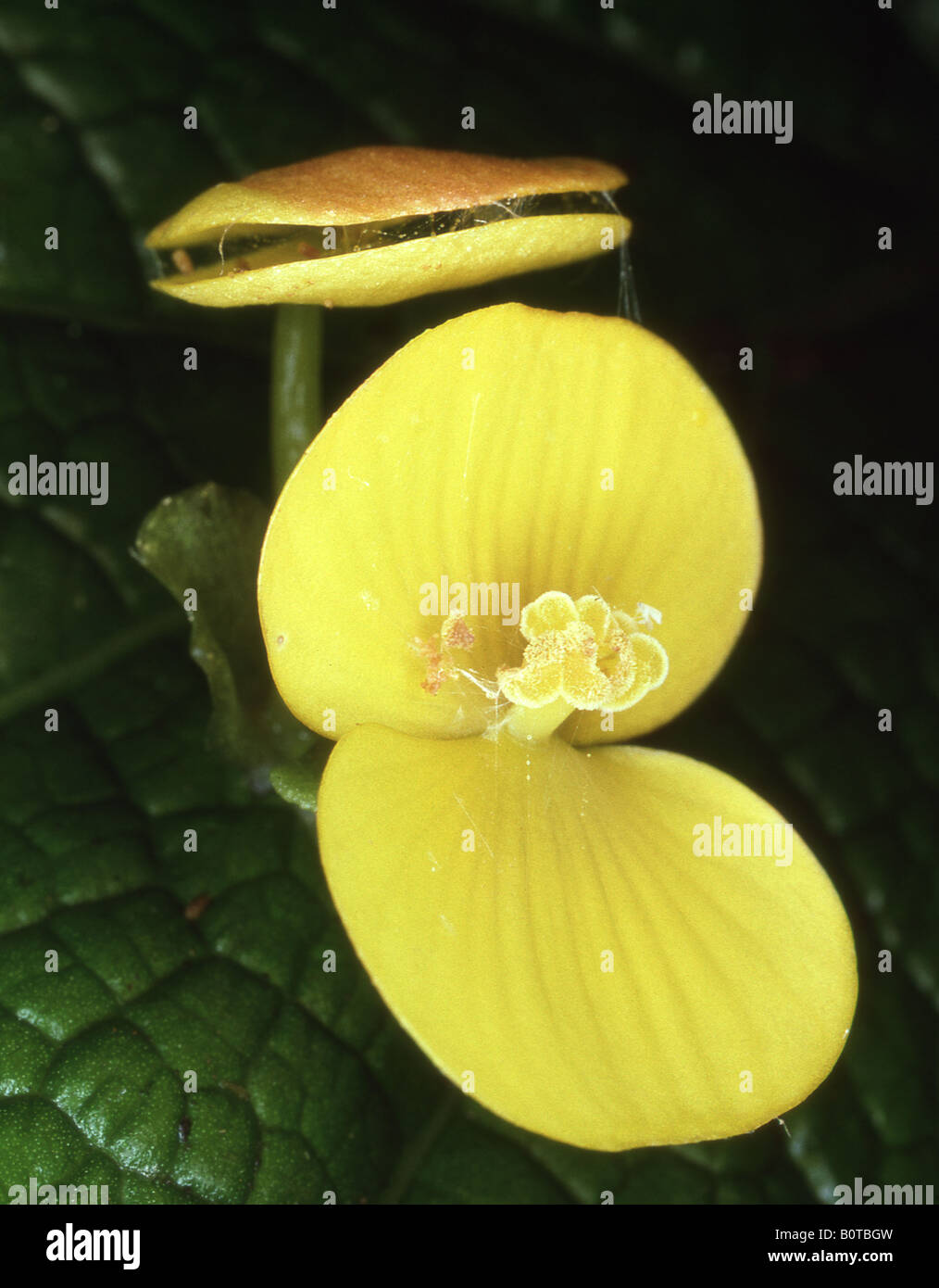 Begonia sp. rare yellow flower Stock Photo