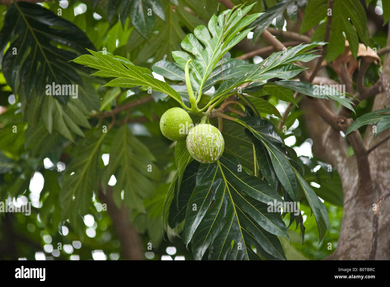 Breadfruit Artocarpus altilis Stock Photo - Alamy