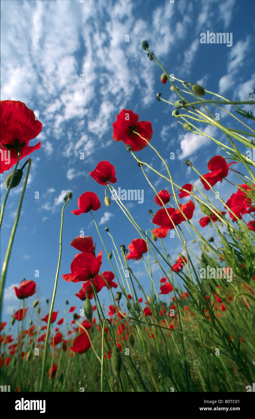 Low angle view of red poppies with blue sky and white clouds Stock ...