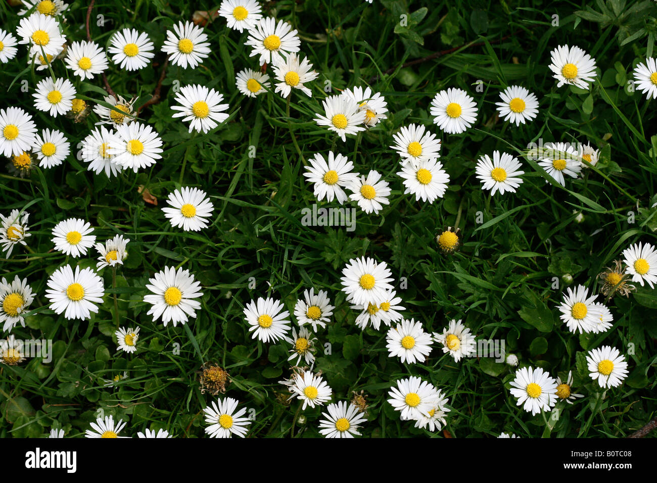 Daisies oxeye daisy Stock Photo - Alamy