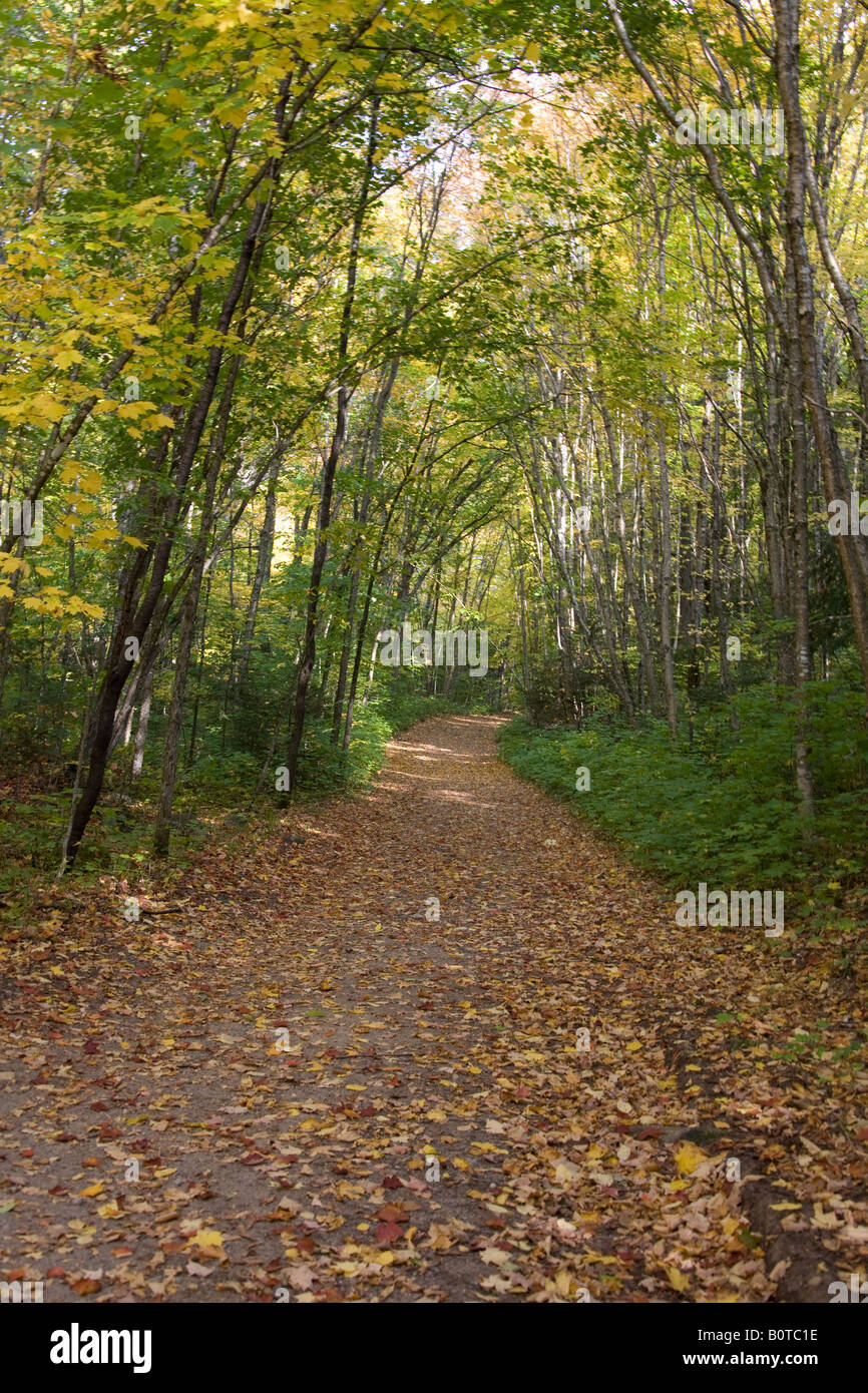 Autumn forest trail in the Laurentides Stock Photo - Alamy