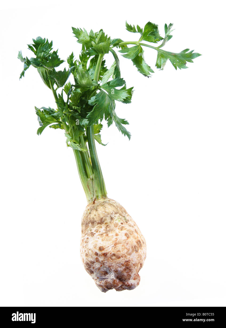 Celery with root isolated on white background Stock Photo Alamy