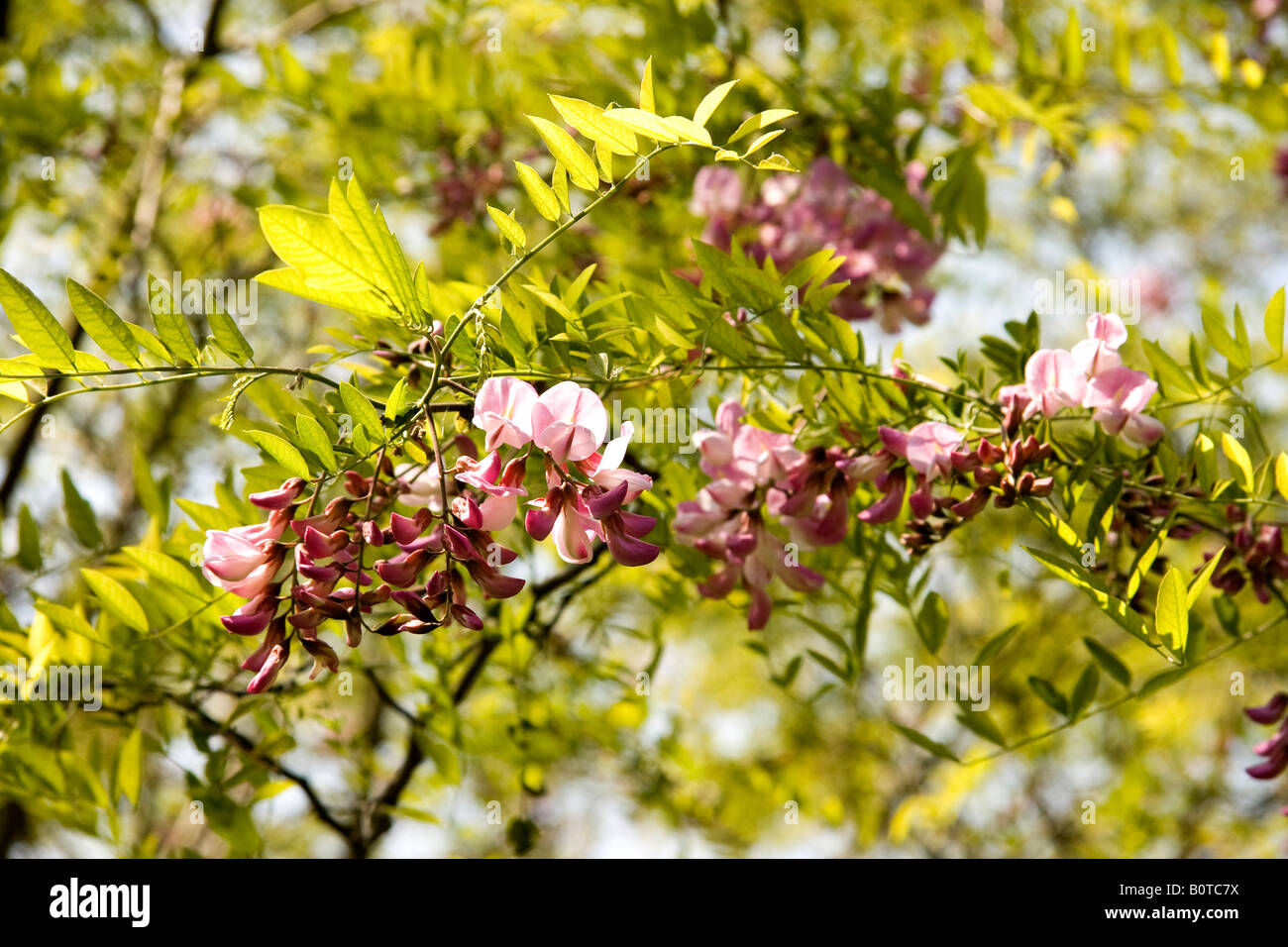 Pink flowers and new spring leaves of false acacia tree Robinia pseudoacacia Decaisneana against a blue sky in the sun Stock Photo