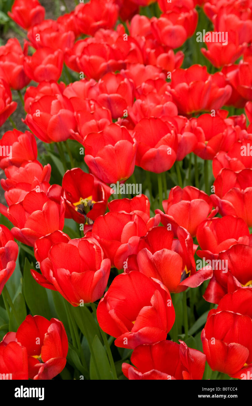 Tulipa cultivars hires stock photography and images Alamy