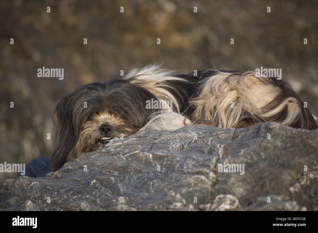 Dog showing teeth Stock Photo Alamy