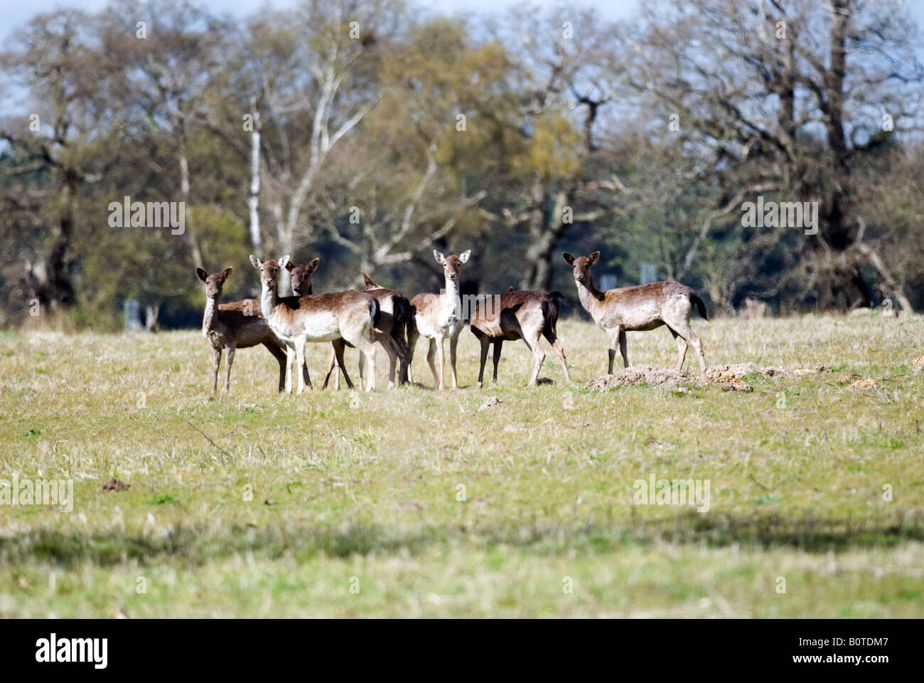 A group of Fallow deer Stock Photo