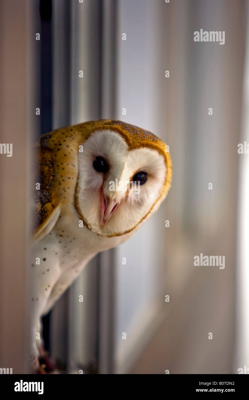 Owl in window. Bird looking out of window at camera. Closeup Stock ...