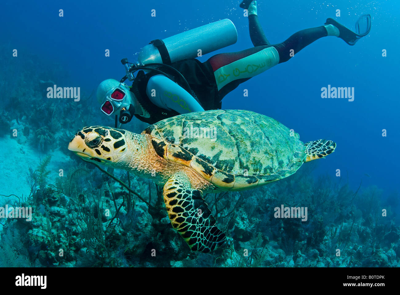 Diver and Hawksbill Turtle Stock Photo