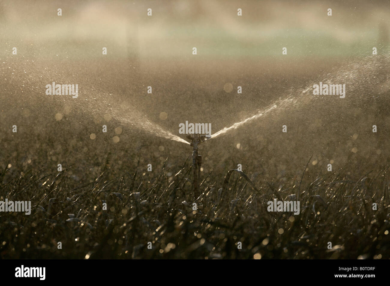 Water sprinklers on crops Spain Stock Photo Alamy