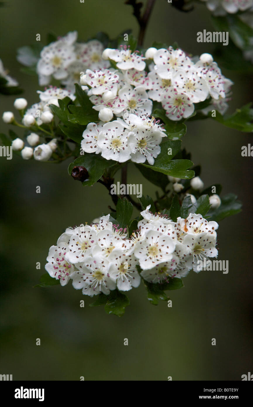 Hawthorn blossom in spring Stock Photo