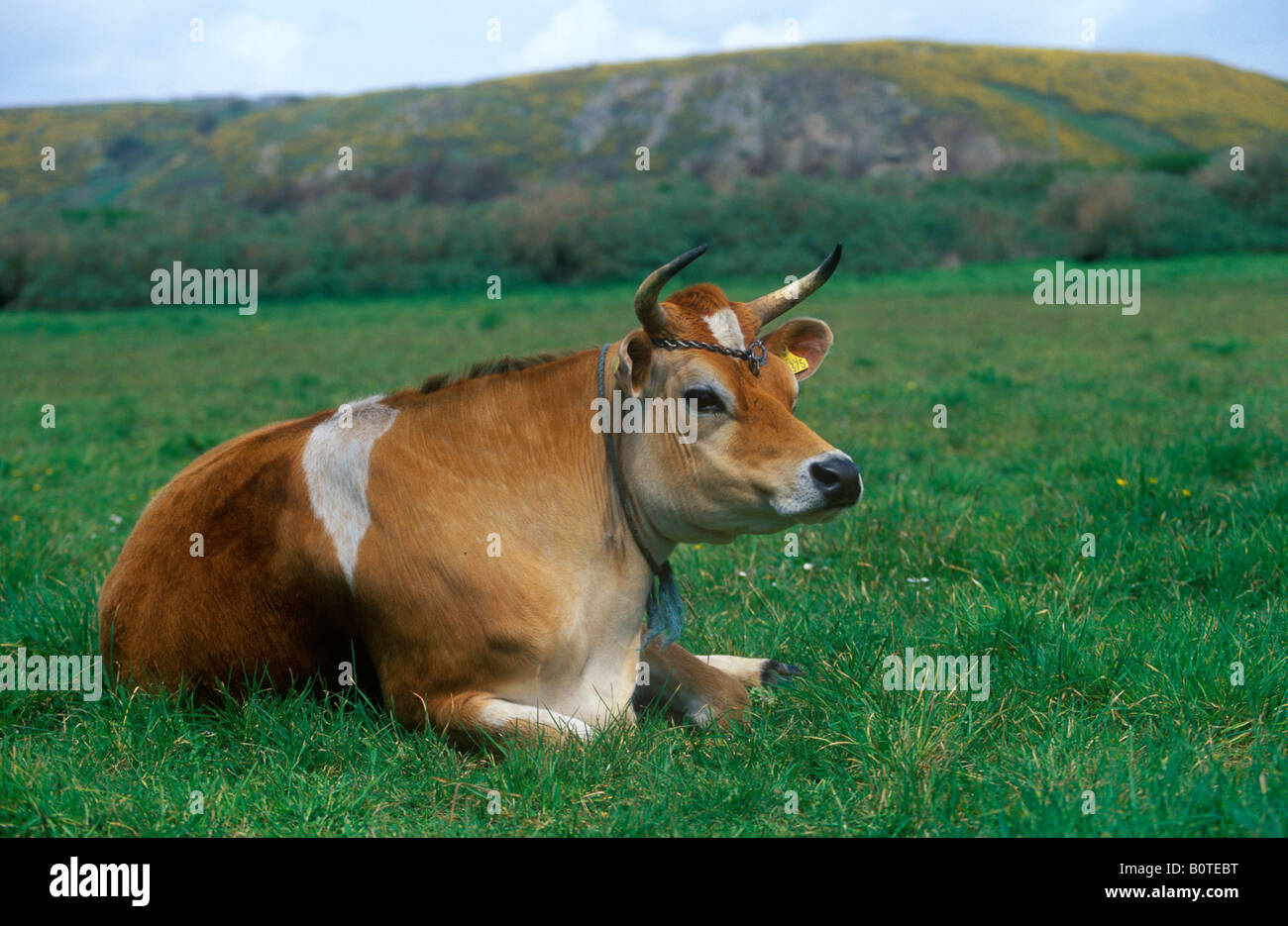 Jersey cow hi-res stock photography and images - Alamy
