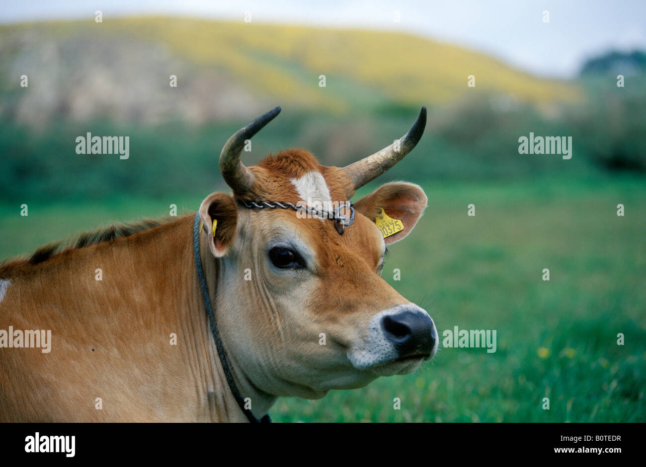 Jersey cow horn hi-res stock photography and images - Alamy