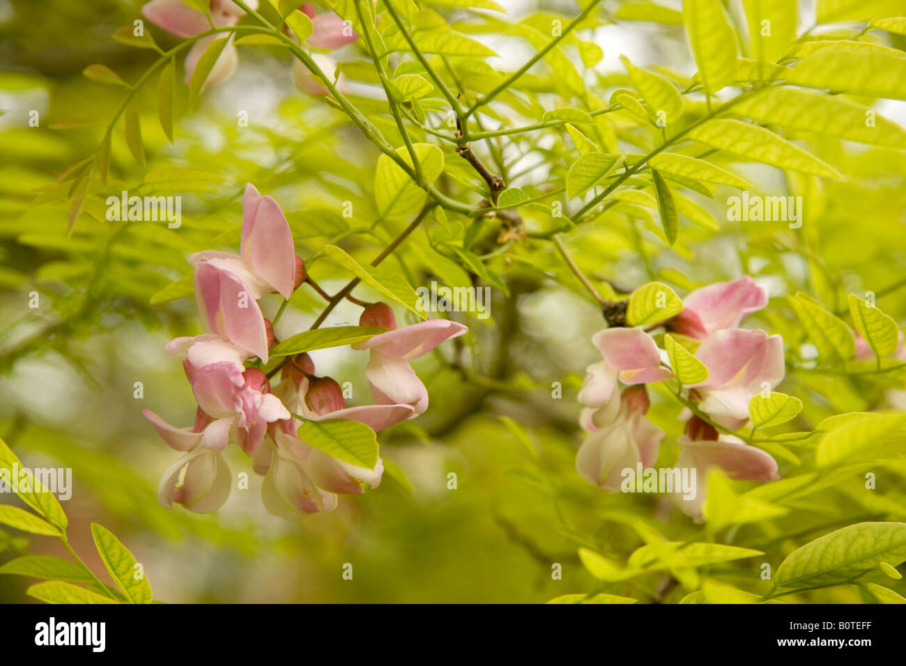 Pink flowers and new spring leaves of false acacia tree Robinia pseudoacacia Decaisneana Stock Photo