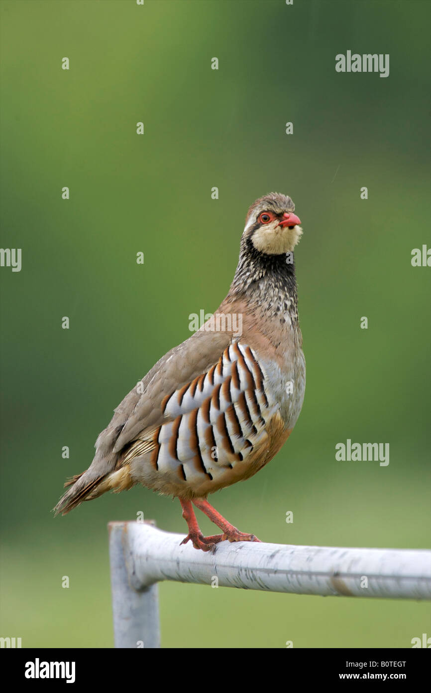 Red legged partridge sitting on a gate Stock Photo