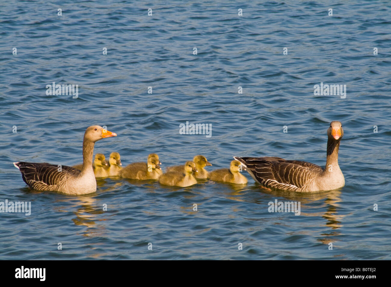 Springtime – Greylag Geese with Goslings Stock Photo