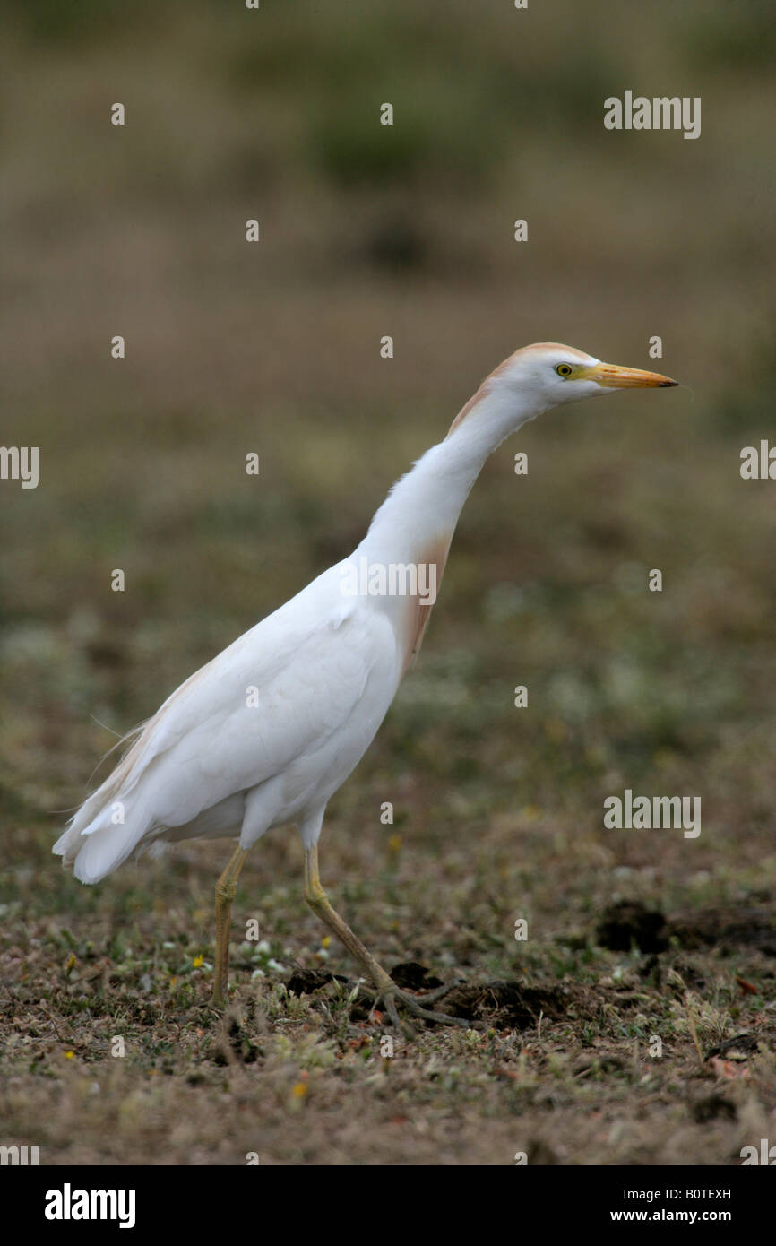 Cattle egret Bubulcus ibis spring Spain Stock Photo