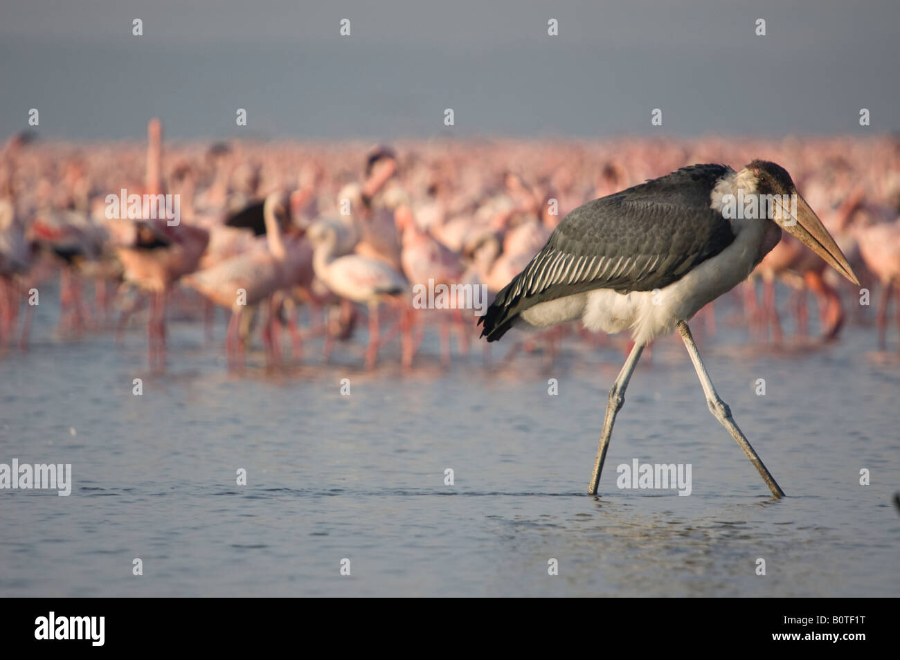 A maribou stork walking in shallow waters Stock Photo