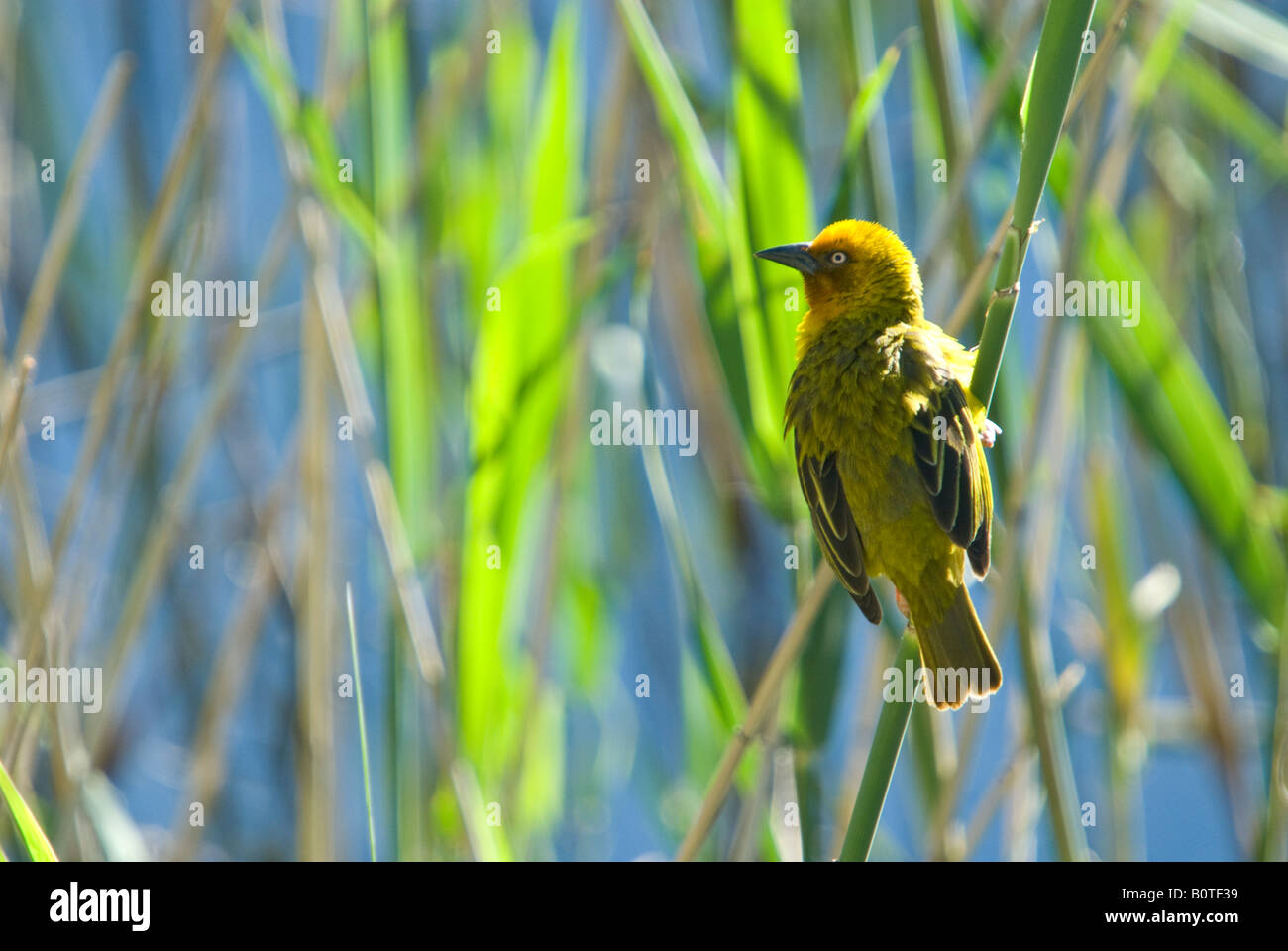 A Cape weaver perched on a reed at the water's edge Stock Photo