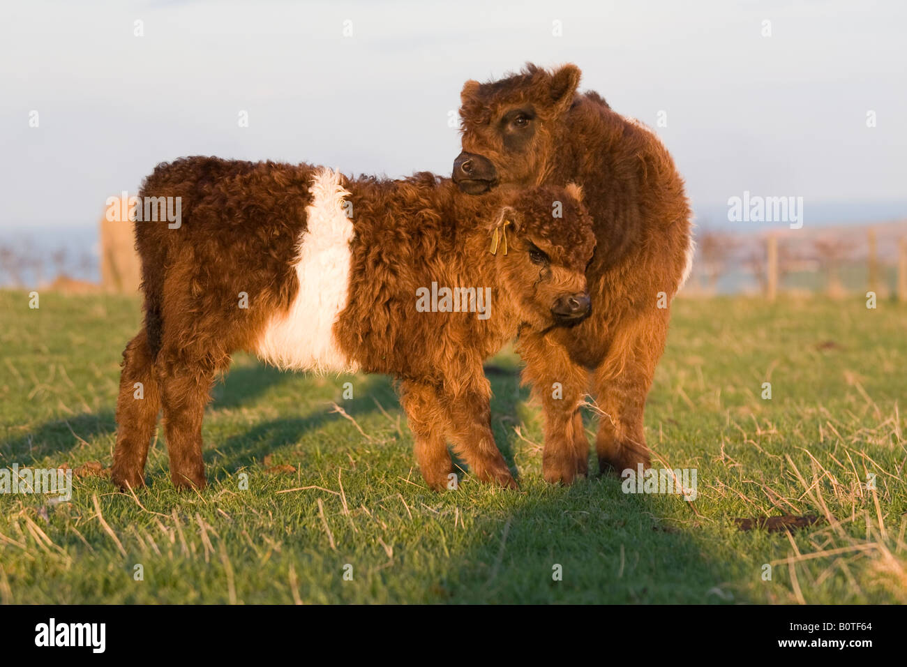 Two young calves show each other affection Stock Photo Alamy