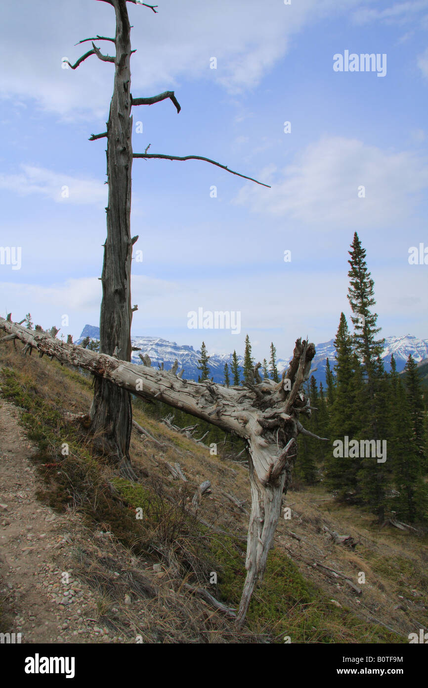 Dead trees at Banff National Park, Alberta Stock Photo