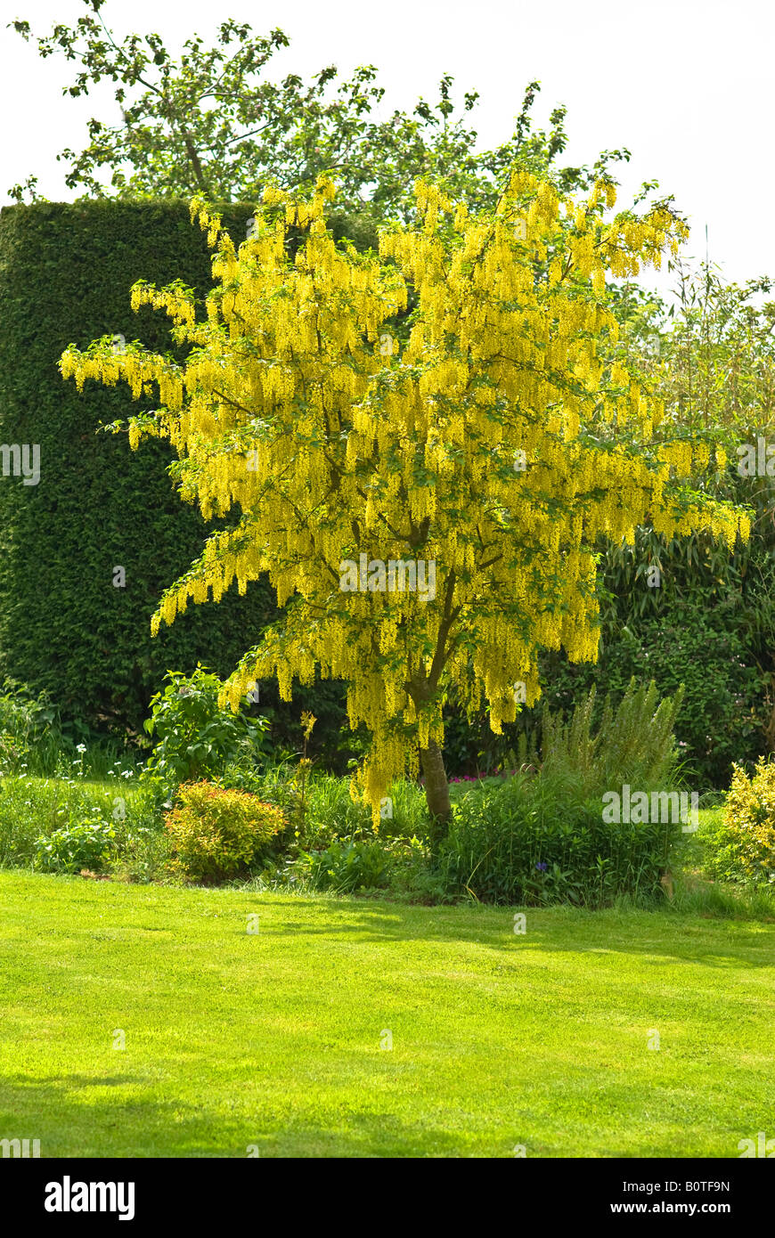 Glorious flowering Laburnum x watereri Vossii in May showing its beauty against darker conifer hedge Stock Photo