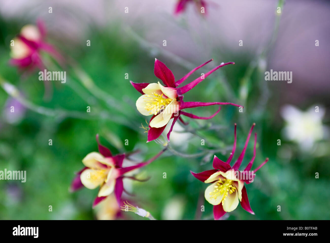 Flora floral hi-res stock photography and images - Alamy