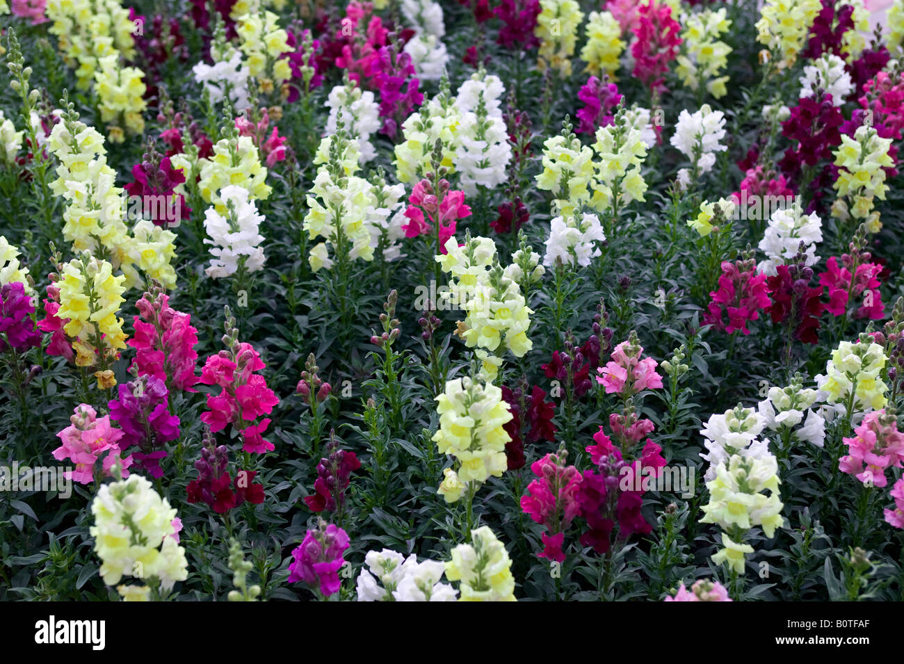 Colorful wild flowers in a field Stock Photo