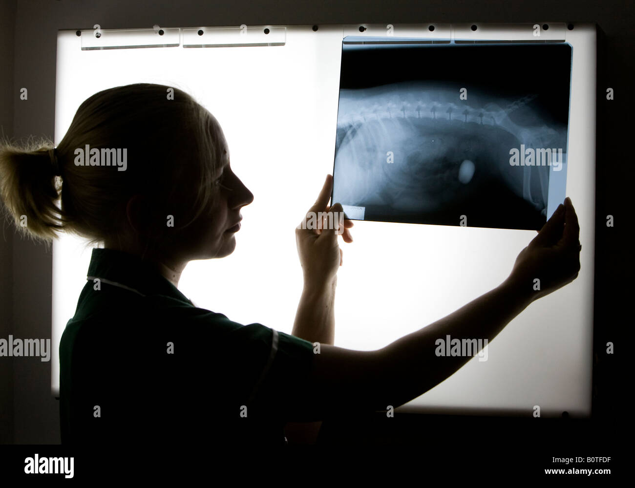 A veterinary nurse examins an x ray of a dog with a stone in it's stomach. Picture by James Boardman Stock Photo