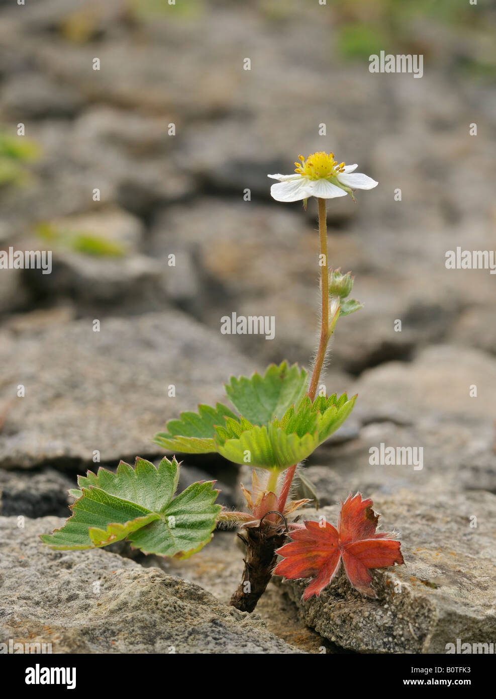 Wild Strawberry Fragaria vesca Stock Photo - Alamy