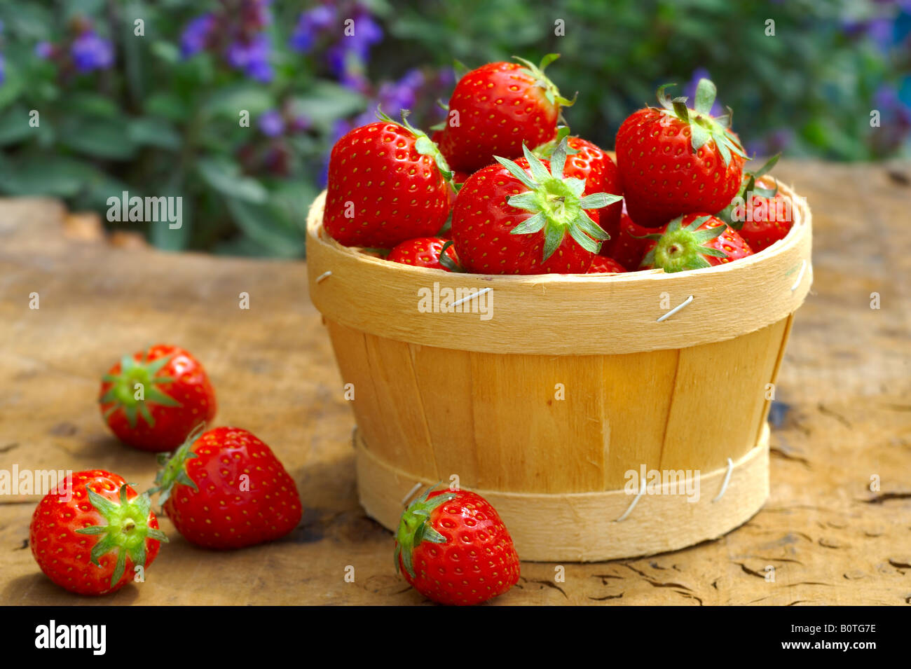 Summer fruits - fresh picked Organic strawberries in a fruit basket on a wooden garden table in a garden Stock Photo
