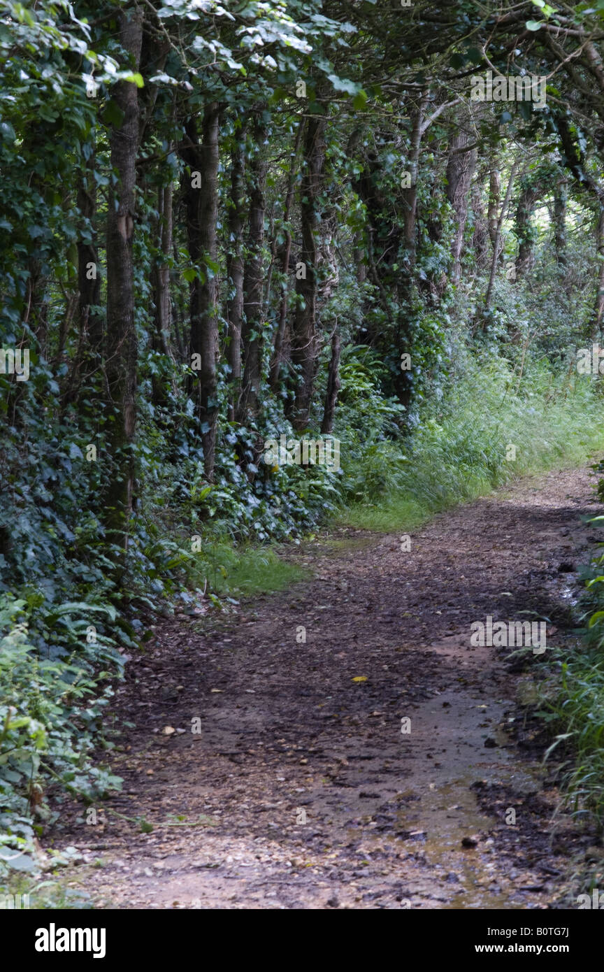 A pathway through the woods in the English countryside Stock Photo - Alamy