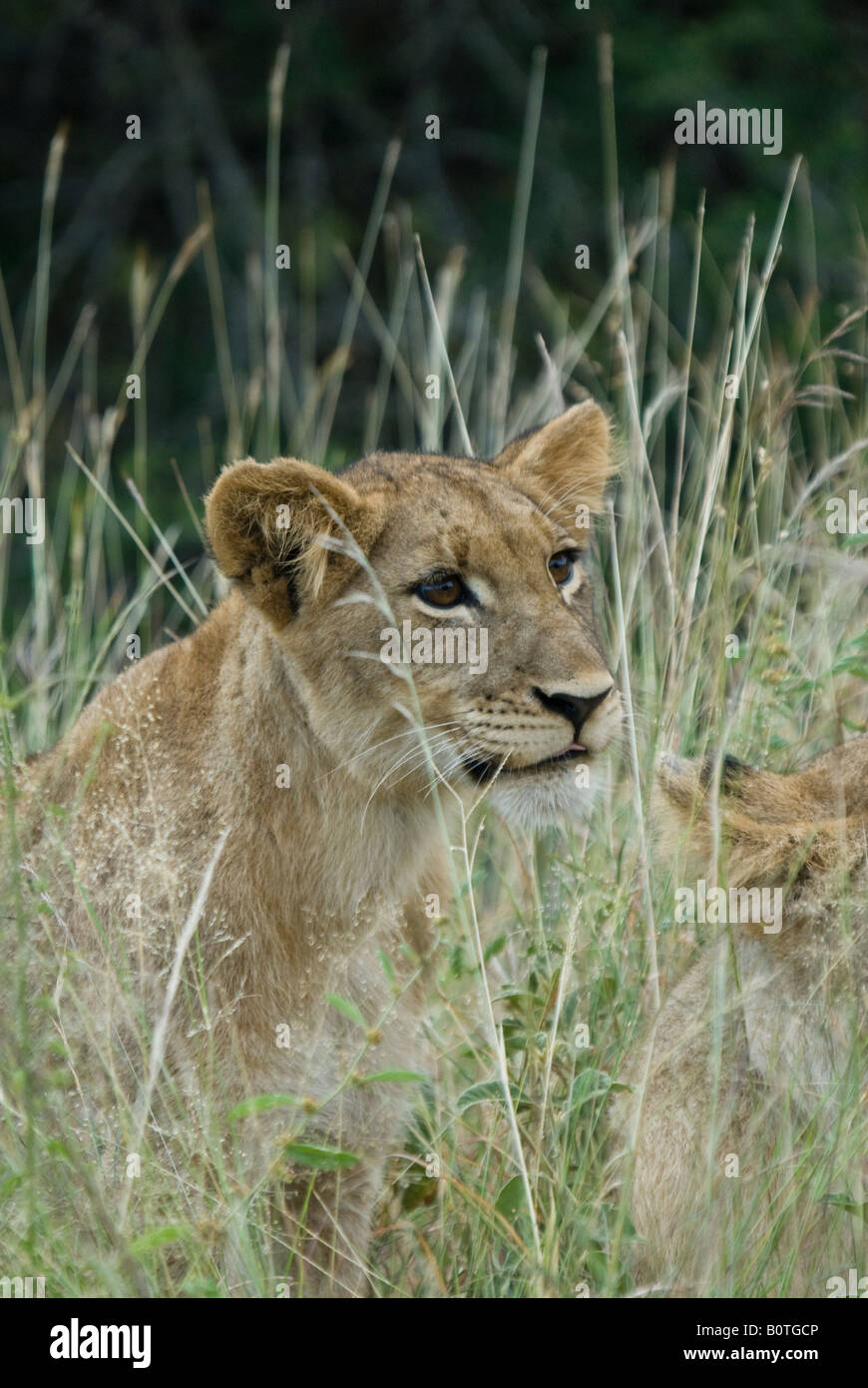 A young lion cub in the long grass Stock Photo