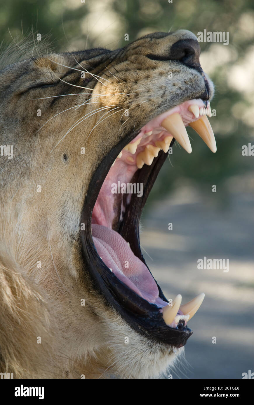 A side-on view of a young male lion yawning in the Kalahari Stock Photo