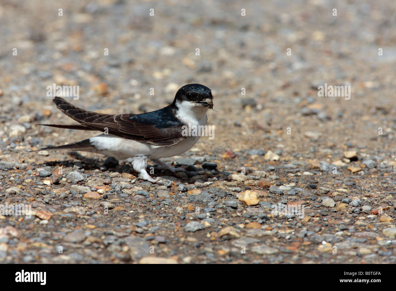 House Martin Delichon urbica standing looking alert Sutton Bedfordshire Stock Photo