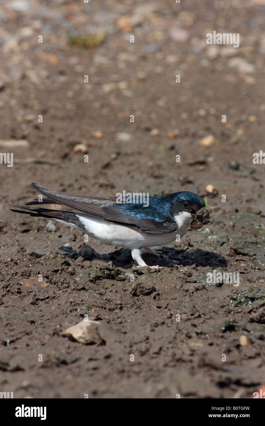House Martin Delichon urbica collecting mud at puddle Sutton Bedfordshire Stock Photo