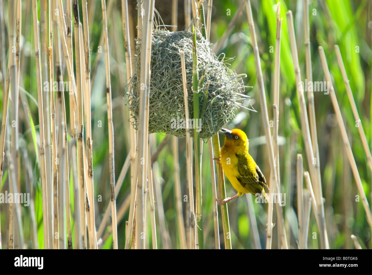 A Cape weaver building a nest in the reeds Stock Photo