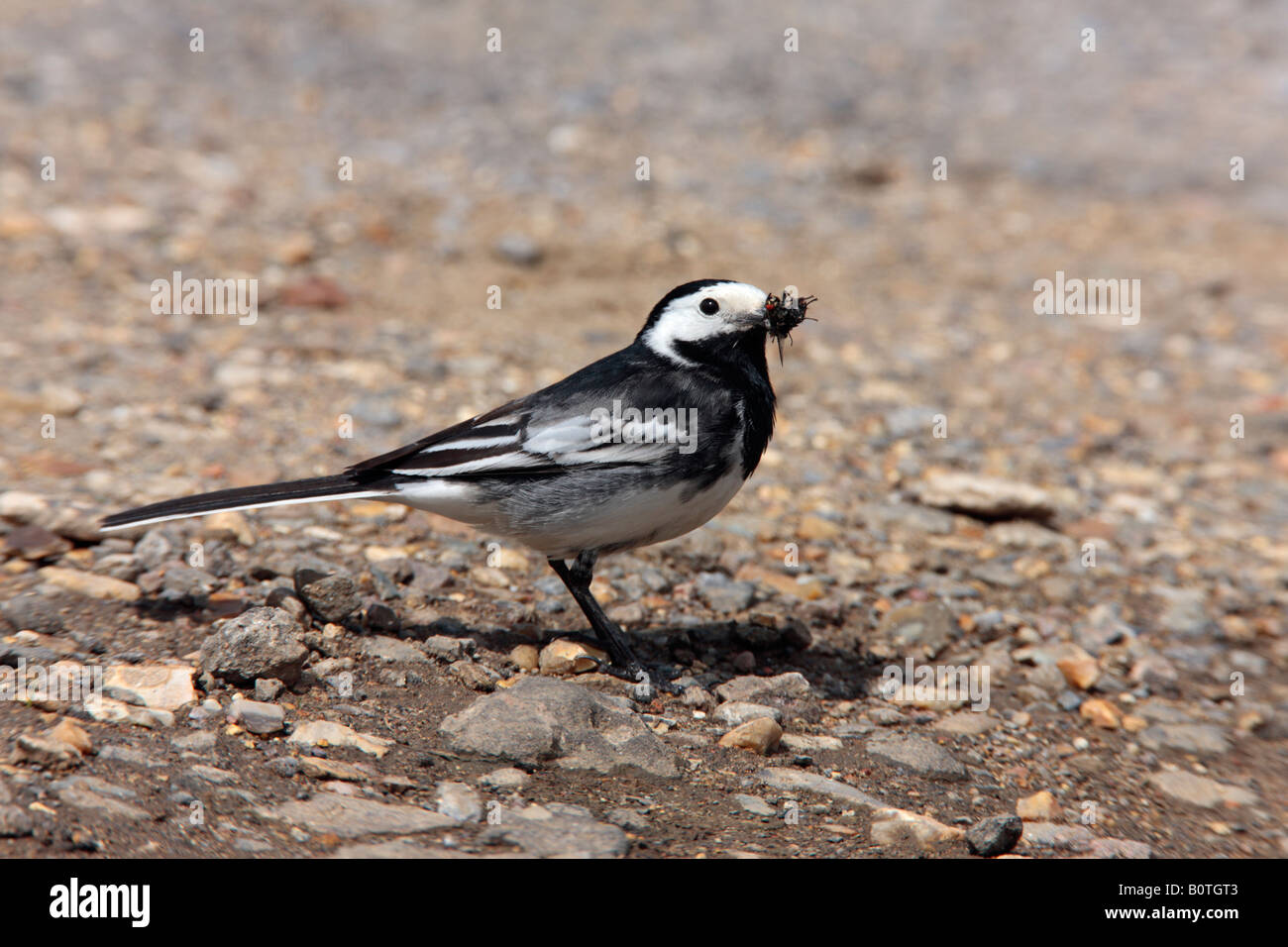 Pied wagtail Motacilla yarrellii with beak full of food for young Sutton Bedfordshire Stock Photo